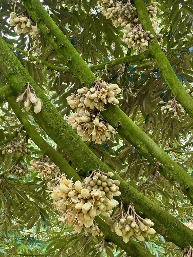 🌳 ขายสวนทุเรียนหมอนทอง (เจ้าของขายเอง) 🌳 2