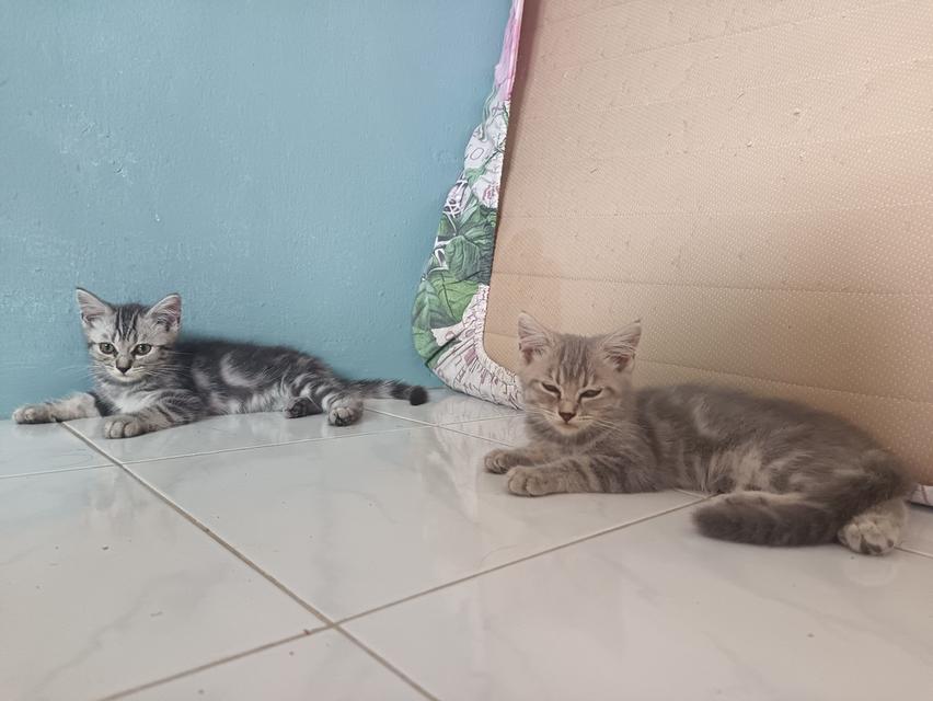 สัตว์เลี้ยง​แมวอเมริกั​นช็อต​แฮร์​ผสม​