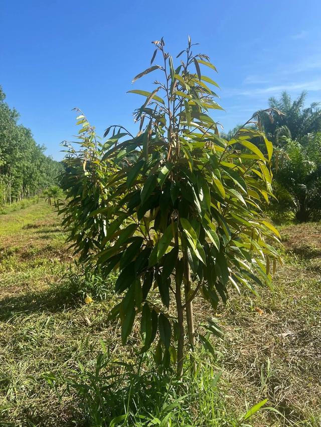 สวนปาล์มสวนทุเรียนพร้อมบ้านสวน 2