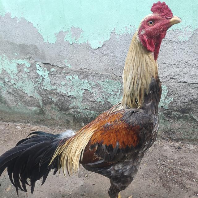 พม่า