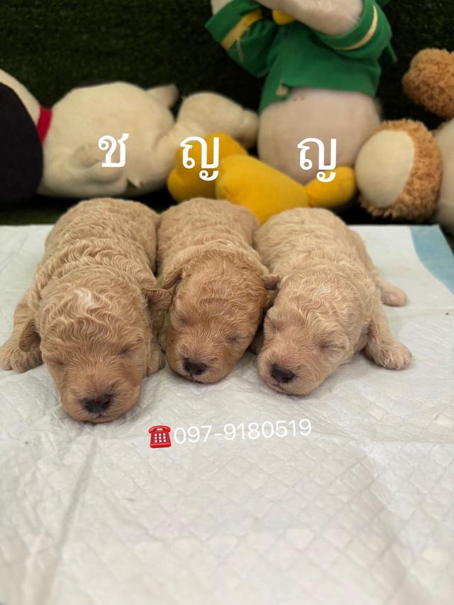 พุดเดิ้ล ทอย ทีคัพ poodle toy