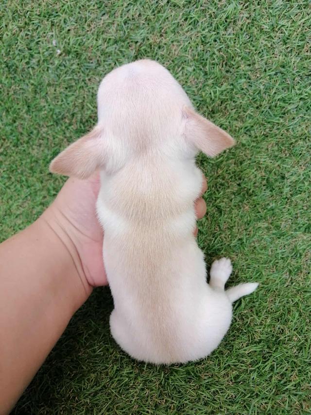 ชิวาว่าเเท้ขนสั้น ช. 8
