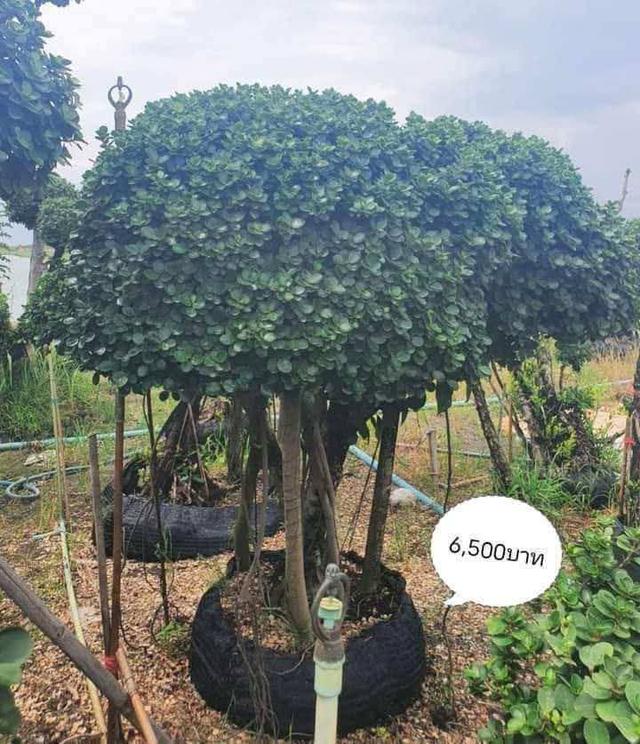 ไทรต่อยอดช้อนเงินช้อนทอง รูปย่อยที่ 2