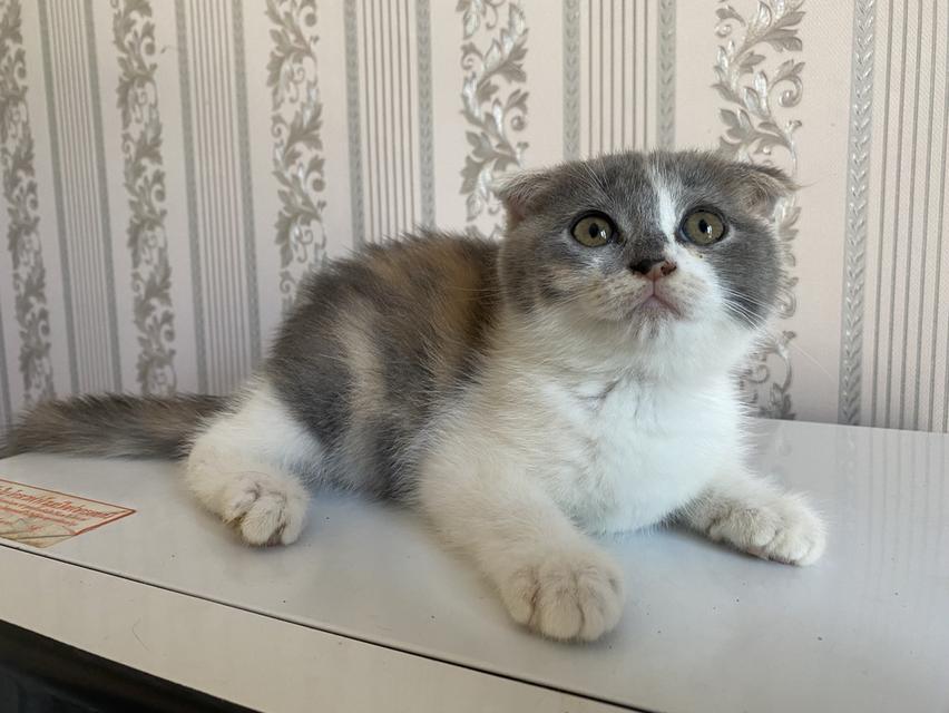 แมวสก็อตติสแท้ 100% ผญ หูพับ