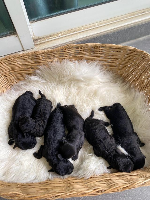 ( เปิดจอง )ชิสุห์+ชิวาวา+พุดเดิ้ล ลูกผสม 3 สายพันธุ์