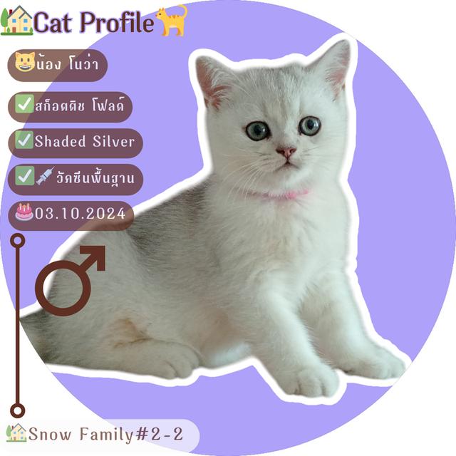 😺ลูกแมวสก็อตติชโฟล์ดแท้🐈🐈🐈 1