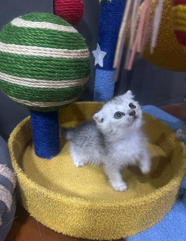 Scottish fold