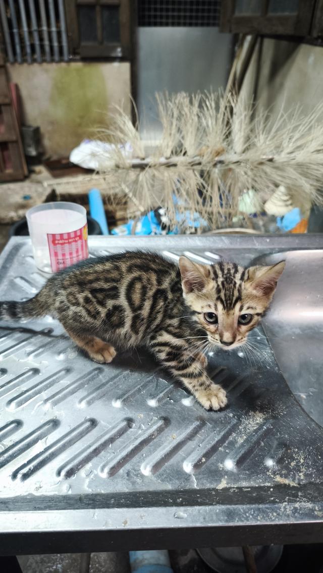 ลูกแมวเบงกอลอยู่อุบลครับ