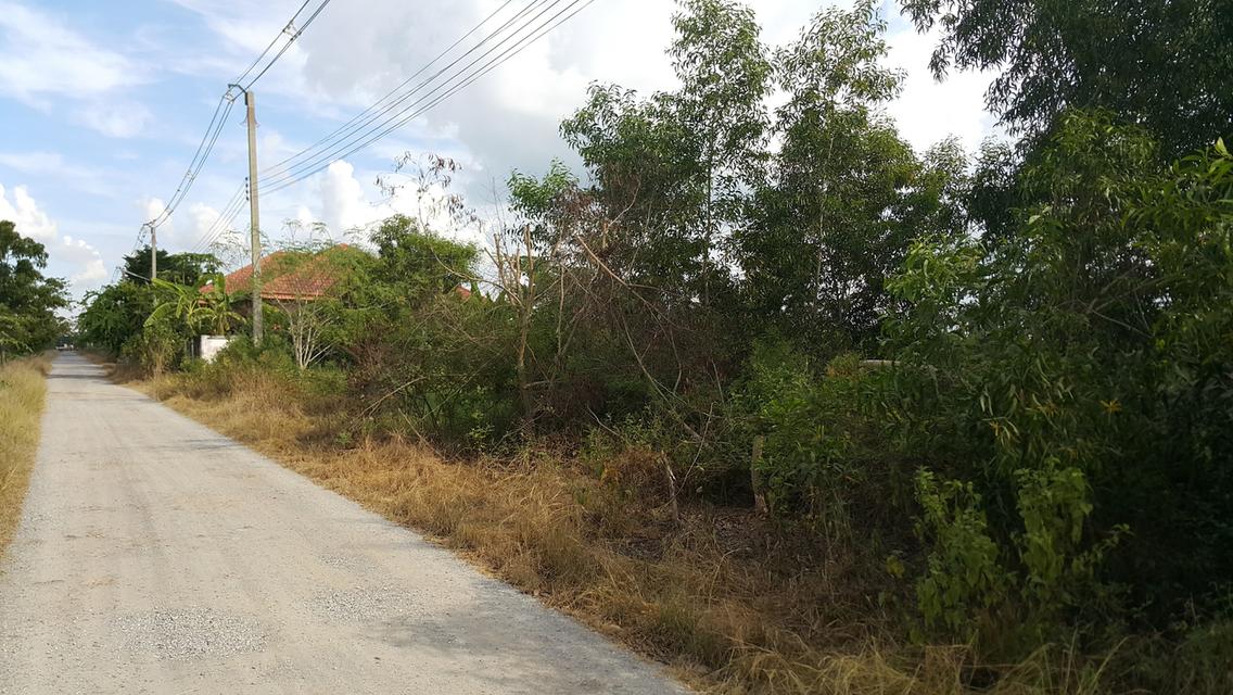 ขายที่ดิน 200 ตร.วา ซอยคลองห้าตะวันตก (ซ.เพชรมณี 25) ต.คลองห้า อ.คลองหลวง จ.ปทุมธานี 1