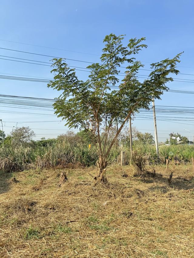 ขายที่ดินสวย ติดถนนสายสุพรรณบุรี-บางบัวทอง 6