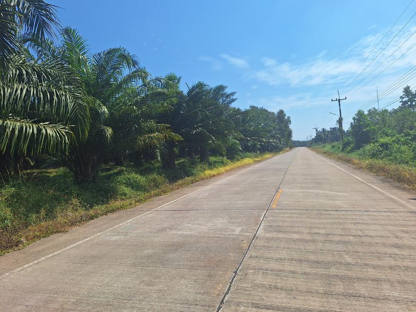 สวนทุเรียนแปลงเล็กระยอง 5