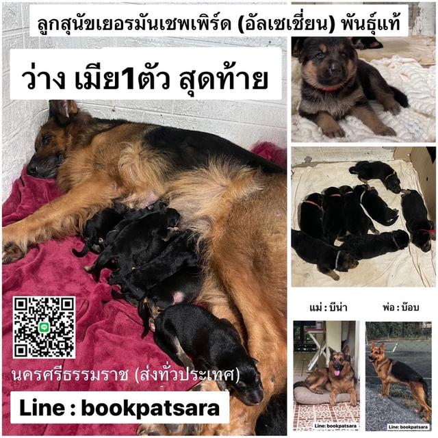 ลูกสุนัขเยอรมันเชพเพิร์ด (อัลเซเชี่ยน) เมีย1ตัว สุดท้าย!!! Line: bookpatsara 1