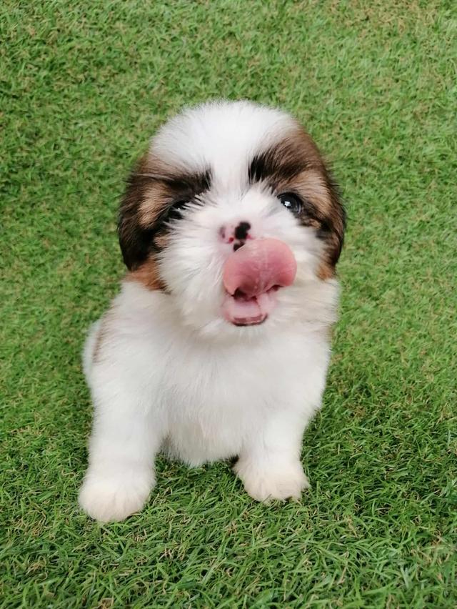 ชิสุห์เเท้ พร้อมย้าย 8