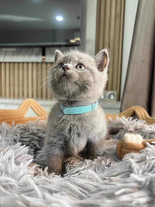 ลูกแมว บริติช ช็อตแฮร์ ใบเพ็ดนอกWCF(British Shorthair) 9