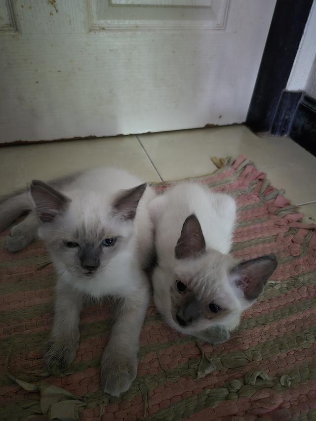 แมวหิมาลายัน-ว้เชียรมาศ รูปที่ 2