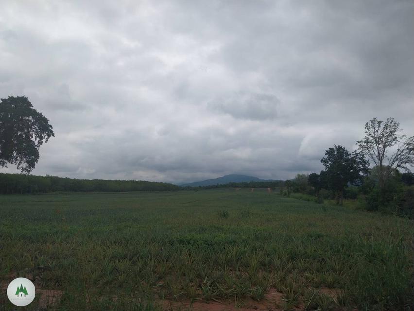 ขายที่ดินโฉนด สวนผึ้ง ไร่ละ 320,000 เนื้อที่ 61 ไร่ วิวเขาสุดสวย 5