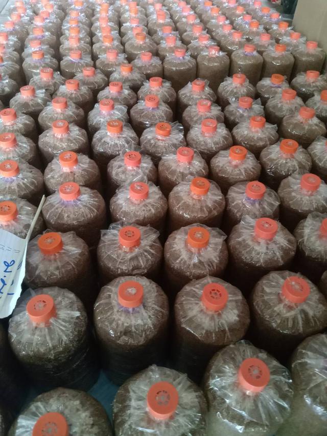 ก้อนเห็ดนางฟ้าจันทบุรีอำเภอขลุง