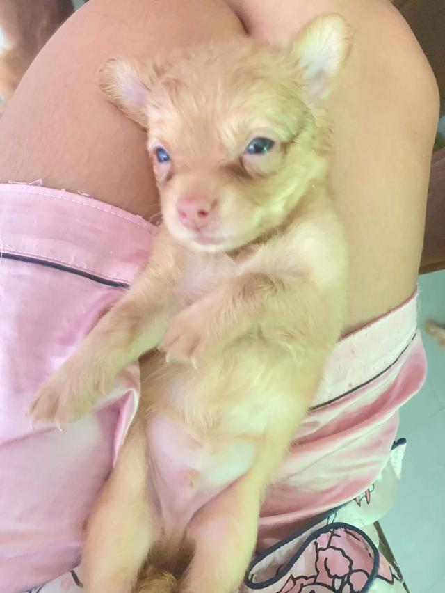 ลูกสุนัขชิวาว่า จังหวัดกรุงเทพมหานคร
