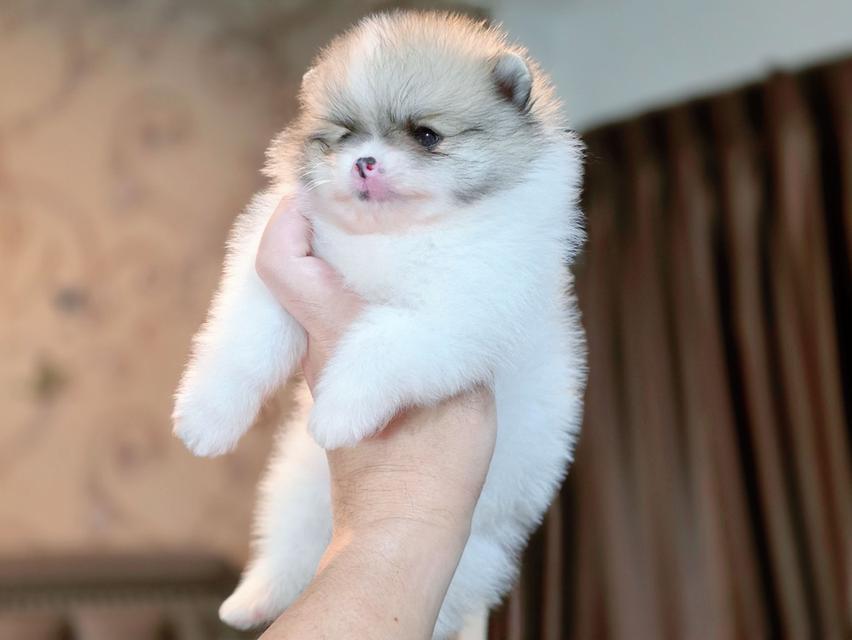 ปอมเมอเรเนียนแท้ พิกัดรามอินทรา 10