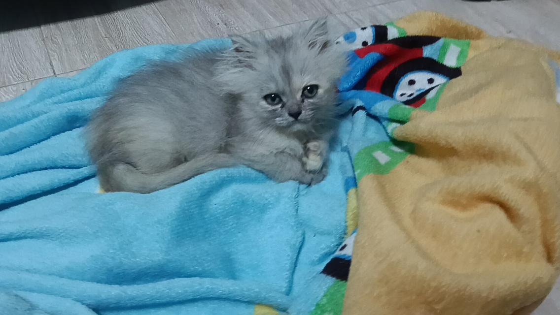 ลูกแมวเปอร์เซีย แท้ๆๆ นนทบุรี รูปที่ 12