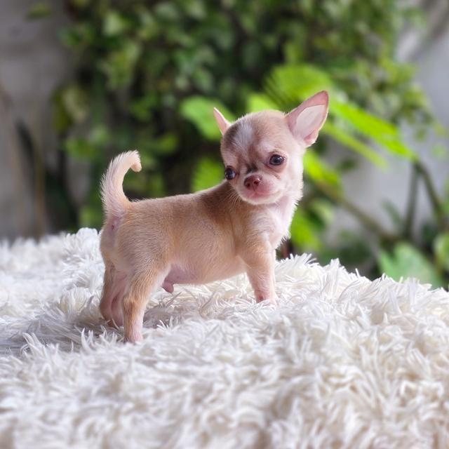 Chihuahuaขนสั้นมาร์คไซทีคัพสะดหล่อพร้อมแสบ รูปที่ 5