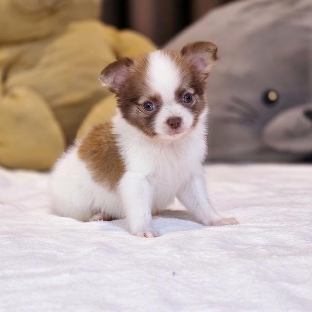 น้องขั้นเทพชิวาวาแท้ขนยาวพร้อมแสบแล้วจ้า 4