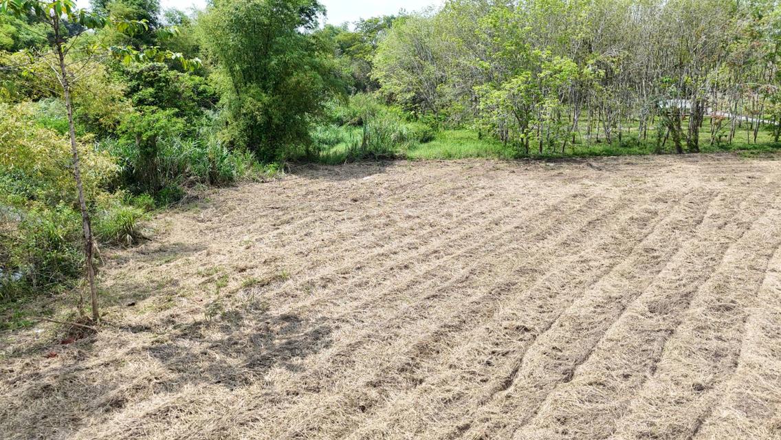 ขายที่ดินเปล่า 4-2-50 ไร่ ทำเลศักยภาพ ติดคลองกระเฉท น้ำไหลตลอดปี ใกล้นิคมอุตสาหกรรม ต.มาบข่า ระยอง 9