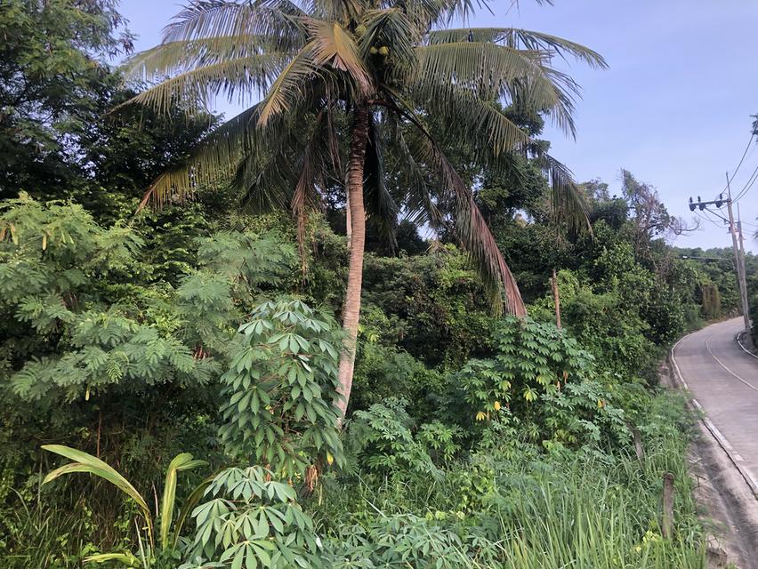 ขายที่ดินเชิงเขา ซอยหอดูดาวเฉลิมพระเกียรติสงขลา 2