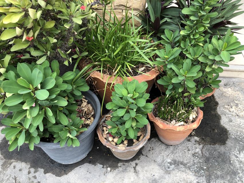 ไตรโคเดอร์มา เห็นผลไวแม่ยายยังถามซื้อ รูปที่ 10