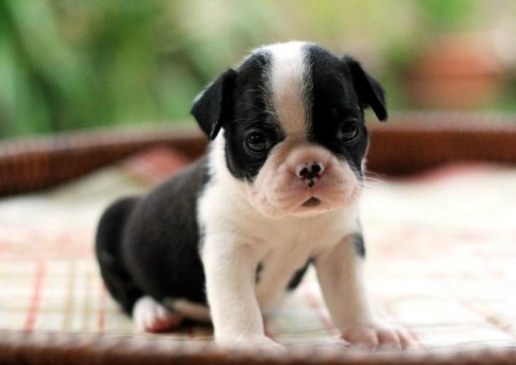 ปล่อยขาย Boston Terrier ตัวจิ๋ว 6