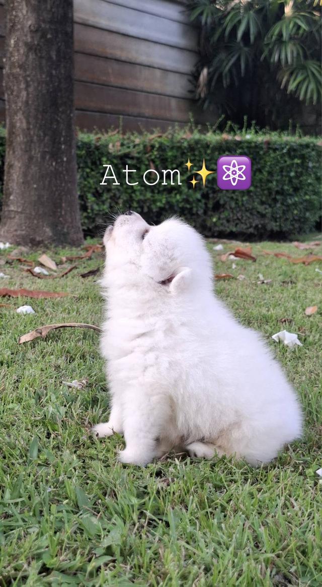 Japanese Spitz (สุนัขพันธุ์สปิตซ์ญี่ปุ่น)