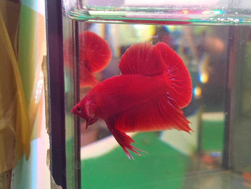 ปลากัดสวยงามสายพันธุ์ super red
