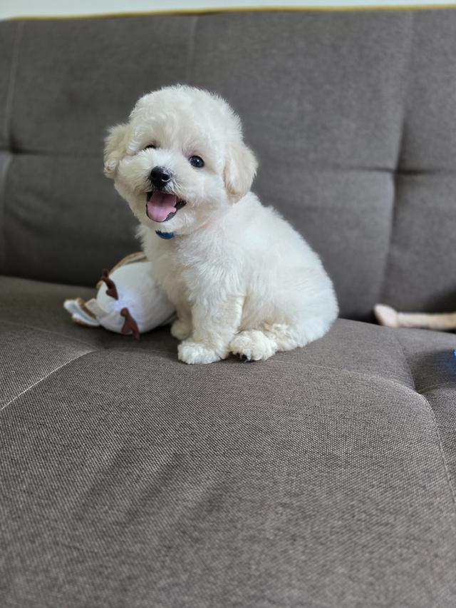 น้องพุดเดิ้ลสีขาวครีม