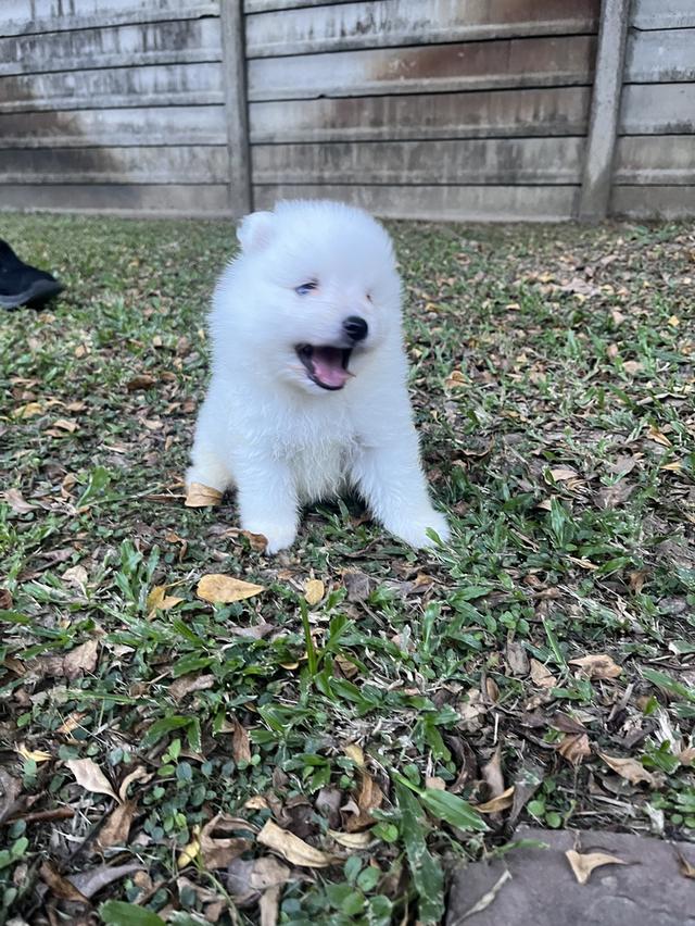 Japanese Spitz (สุนัขพันธุ์สปิตซ์ญี่ปุ่น) 12