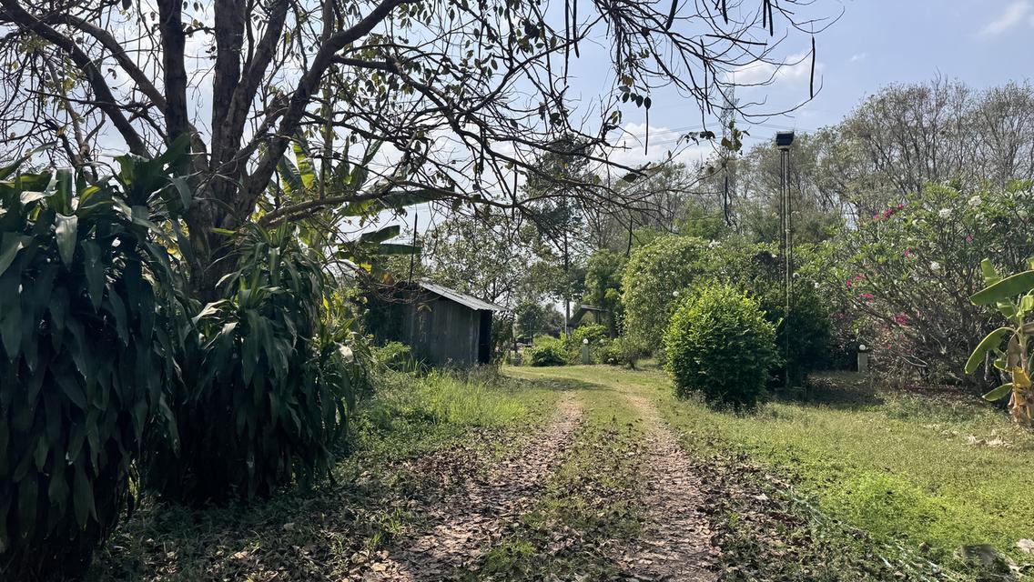 ขายที่สวน11 ไร่ พร้อมบ้าน2 หลัง มีรั้วล้อมรอบ ประตูรีโมท และรั้วล้อมสวน4ด้าน พร้อมต้นประดู่ ต้นกล้วย มะม่วง กระท้อน มะนาว มะกรูด 14