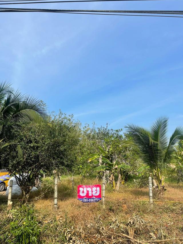 ที่ดินทำเลดีเทศบาลปาดังเบซาร์ 1