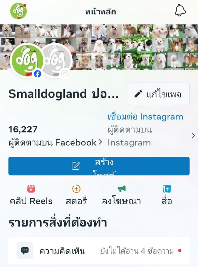 อินดี้ชิวาวาขนสั้นสุดหล่อพร้อมแสบวัคซีนให้ฟรีมีส่งเก็บปลายทาง รูปที่ 7