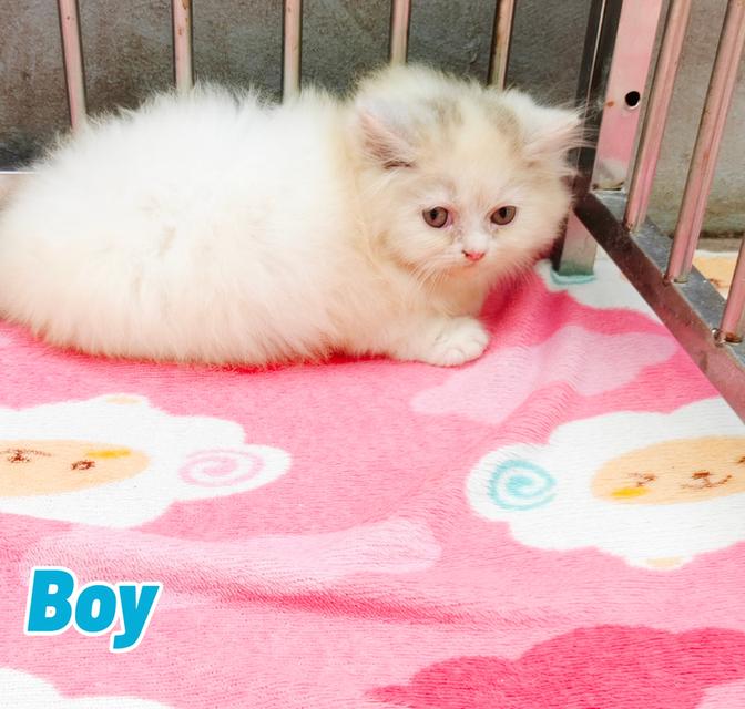 น้องเปอร์เซียพร้อมย้ายบ้านครับ 13