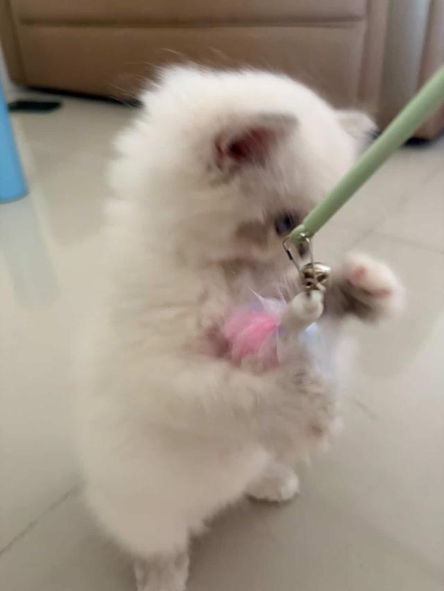 แมวพันธุ์หิมาลายัน พึ่งเกิด2เดือนกว่าๆ รูปที่ 2