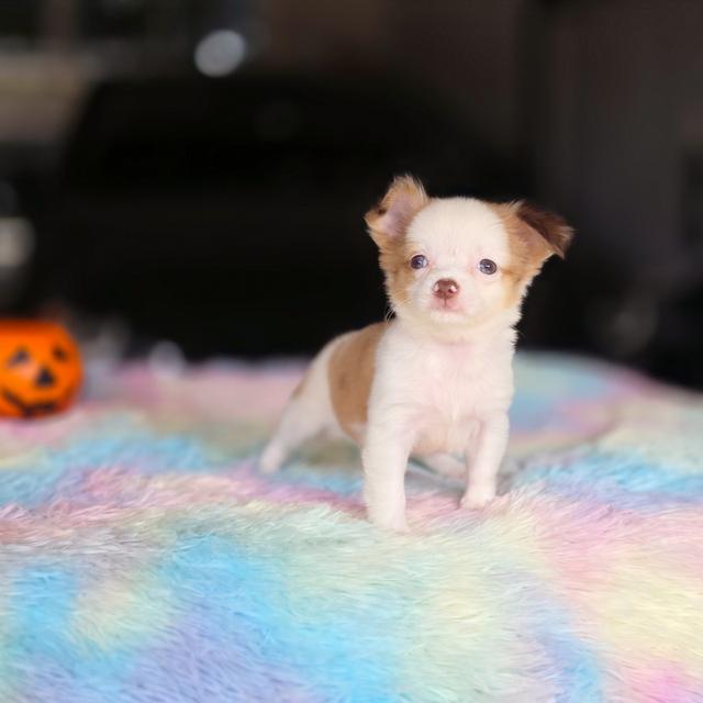 ชิวาวาขนยาวสีแฟนซี