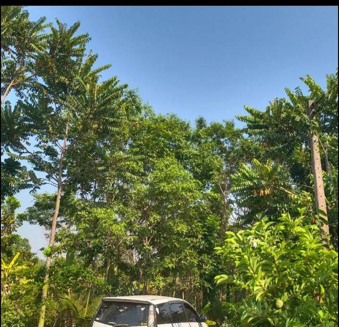 ที่ดินสวนผสมเกษตรอินทรีย์ 1 ไร่ 1 งาน 40 ตารางวา 3