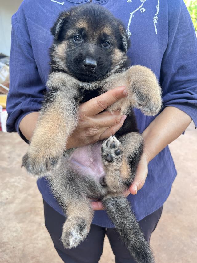 สุนัขพันธุ์เยอรมันเชพเพิร์ด