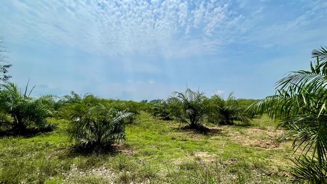 ที่ดิน สวนปาล์ม ปลวกแดง ระยอง ราคาถูก ให้ผลผลิตทันที 20 ไร่ 3