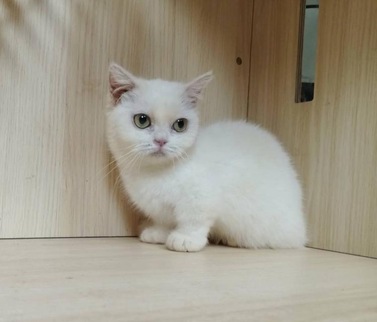 5.แมวมันช์กิ้น เพศเมีย Munchkin Cat Female รูปที่ 3