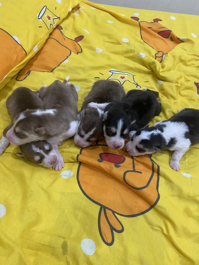 ลูกสุนัขไซบีเรียนสายพันธ์แท้ผู้3เมีย1 รูปที่ 2