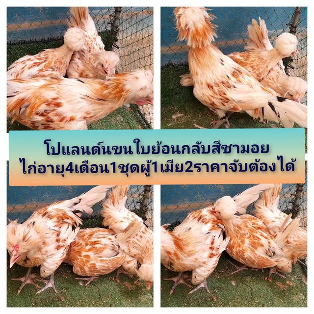 ไก่โปแลนด์ขนเรียบสีชามอยชุด3ตัวผู้1เมีย2"ส่งฟรีทั่วไทย"