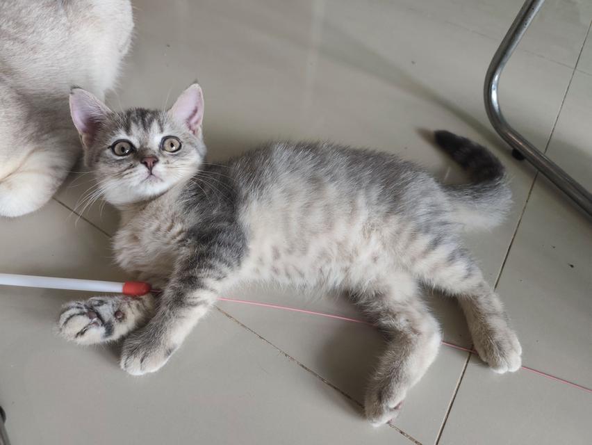 ลูกแมวสก็อตติสโฟลด์แท้