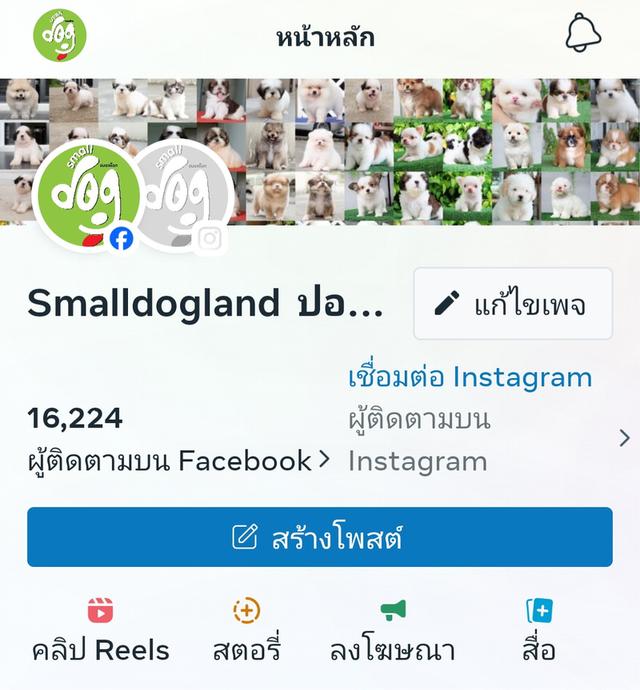 ชิสุพันธุ์แท้เพศเมียพร้อมย้ายบ้าน