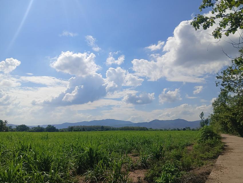 ที่ดินเปล่า(ครุฑแดง) 41 ไร่ 3