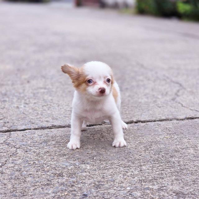 ชิวาวาแท้ขนยาว เพศเมีย พร้อมย้ายบ้าน 9